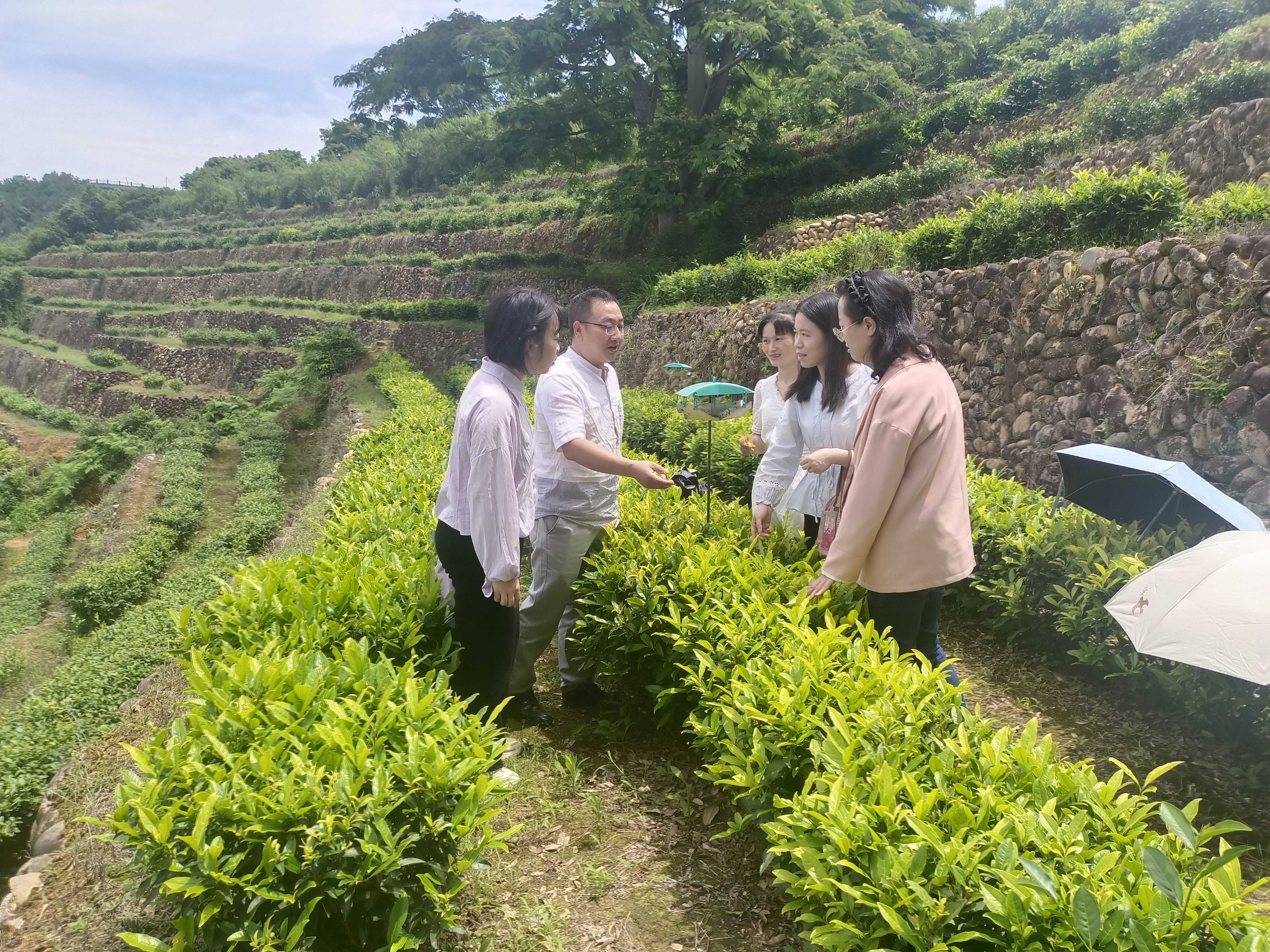 福建茶科所王振康主任向本站科技人员介绍品系情况.jpg